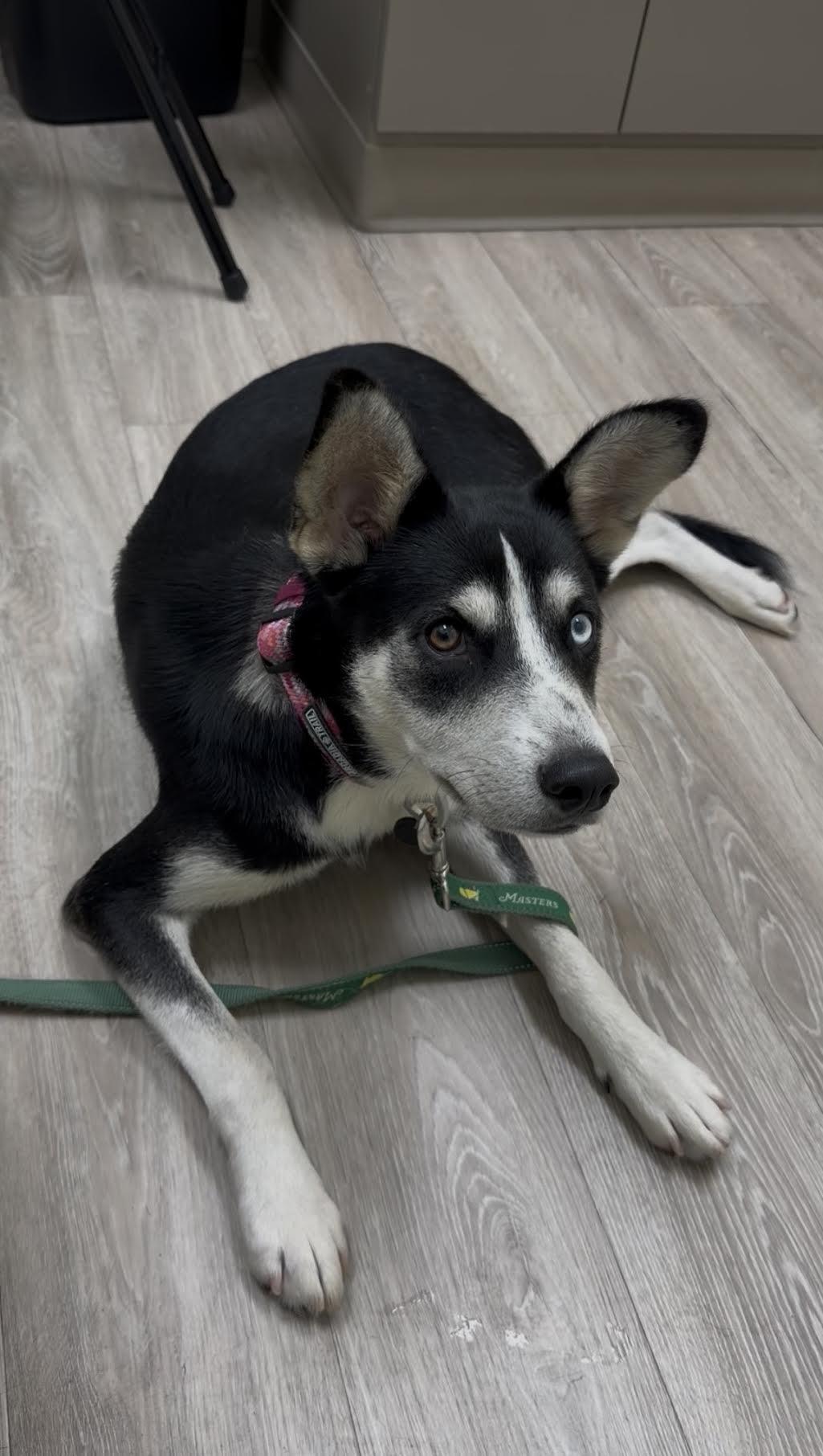 Tully, an adoptable mixed breed in Cumming, GA image 3/5