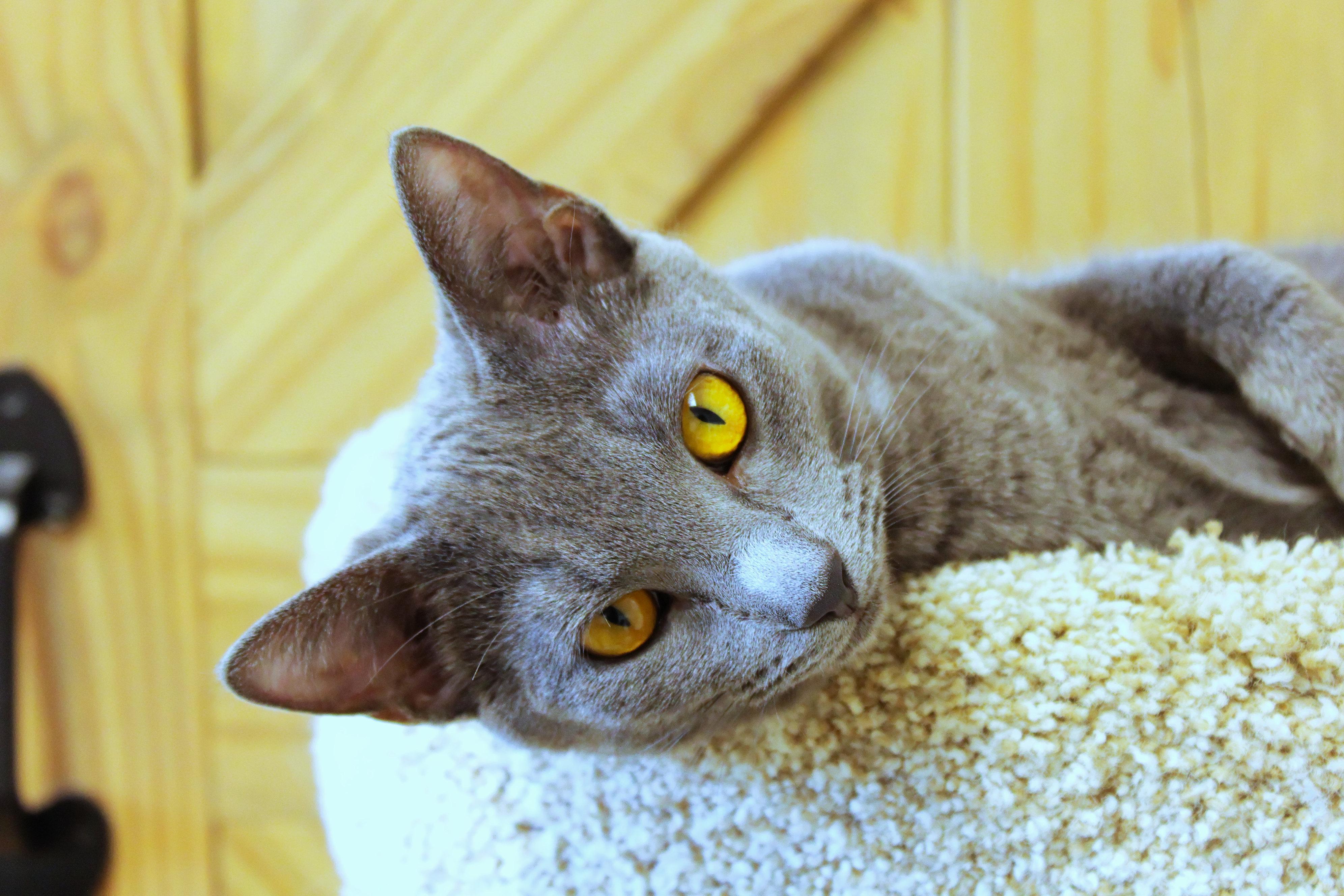 Enlarge Rosey, an adopted mixed breed in Urbana, OH image 1/6