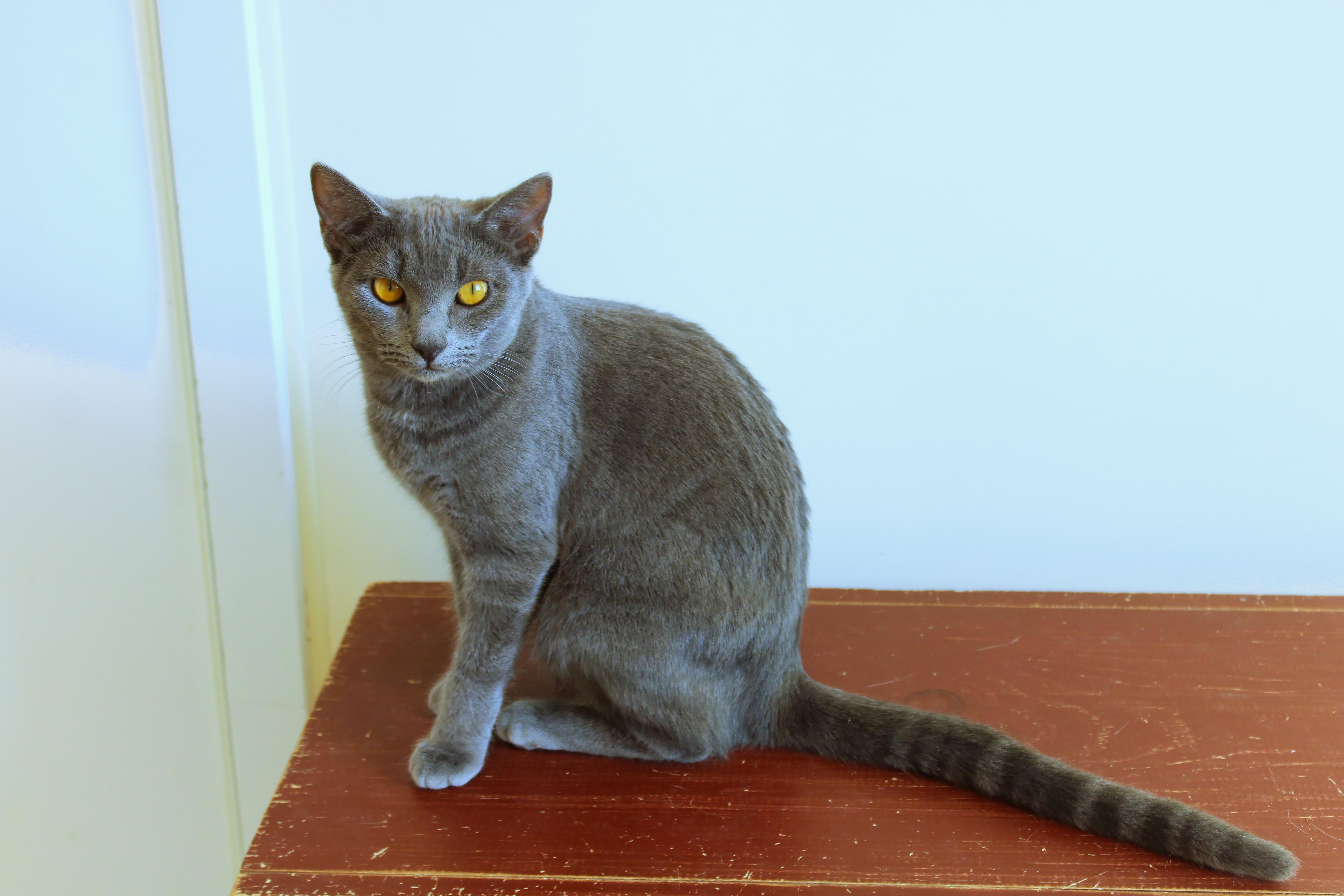 Enlarge Rosey, a Adoptable mixed breed in Urbana, OH image 6/6