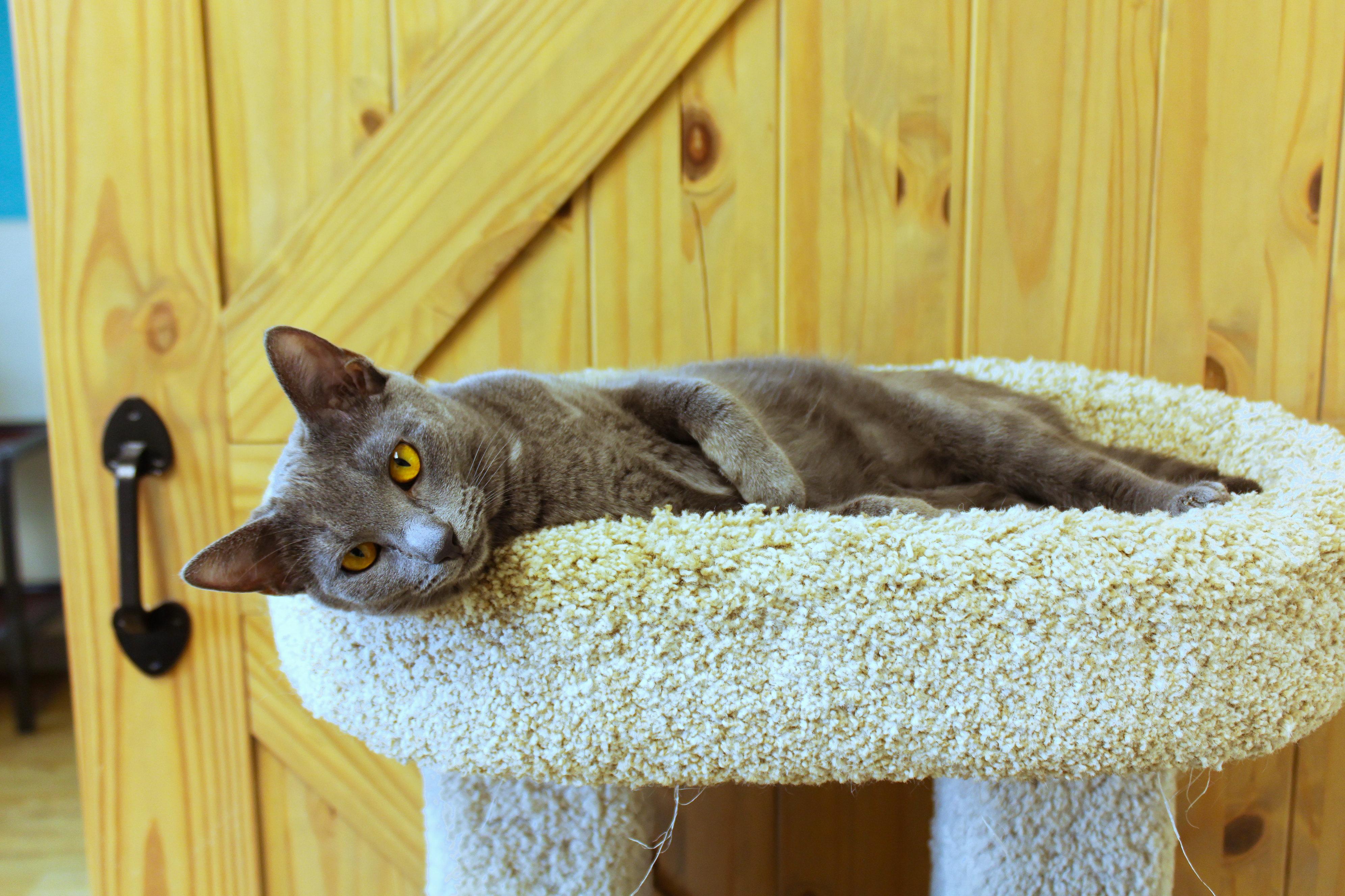 Enlarge Rosey, an adopted mixed breed in Urbana, OH image 6/6