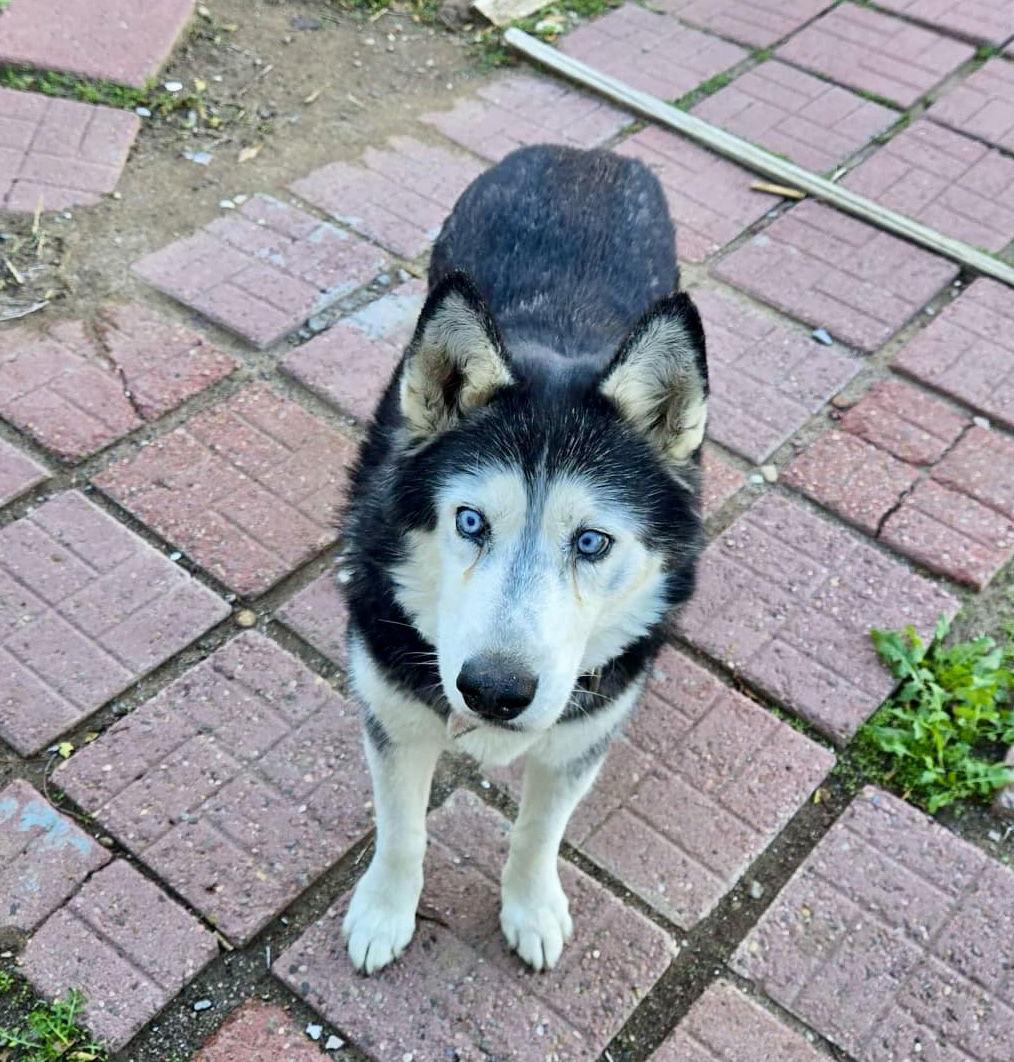 Jasmine, Adopted, Adult Female Siberian Husky.