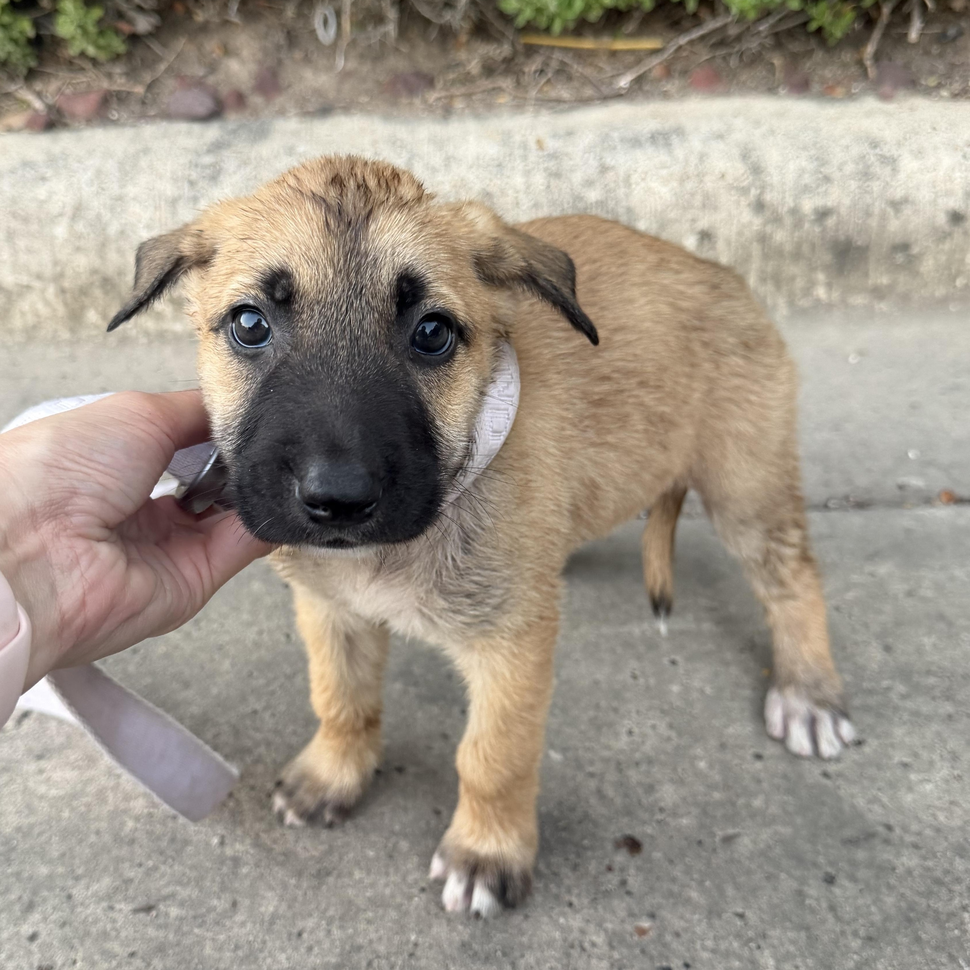 Enlarge Marley, a Adoptable mixed breed in Cheyenne, WY image 2/3