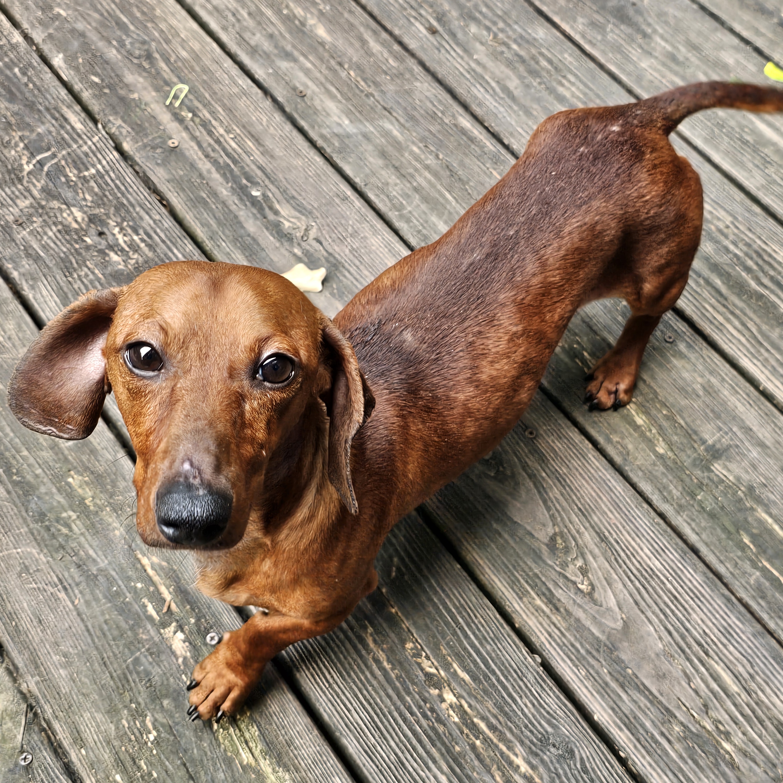Enlarge Rusty, a Adopted Dachshund in Chattanooga, TN image 1/3