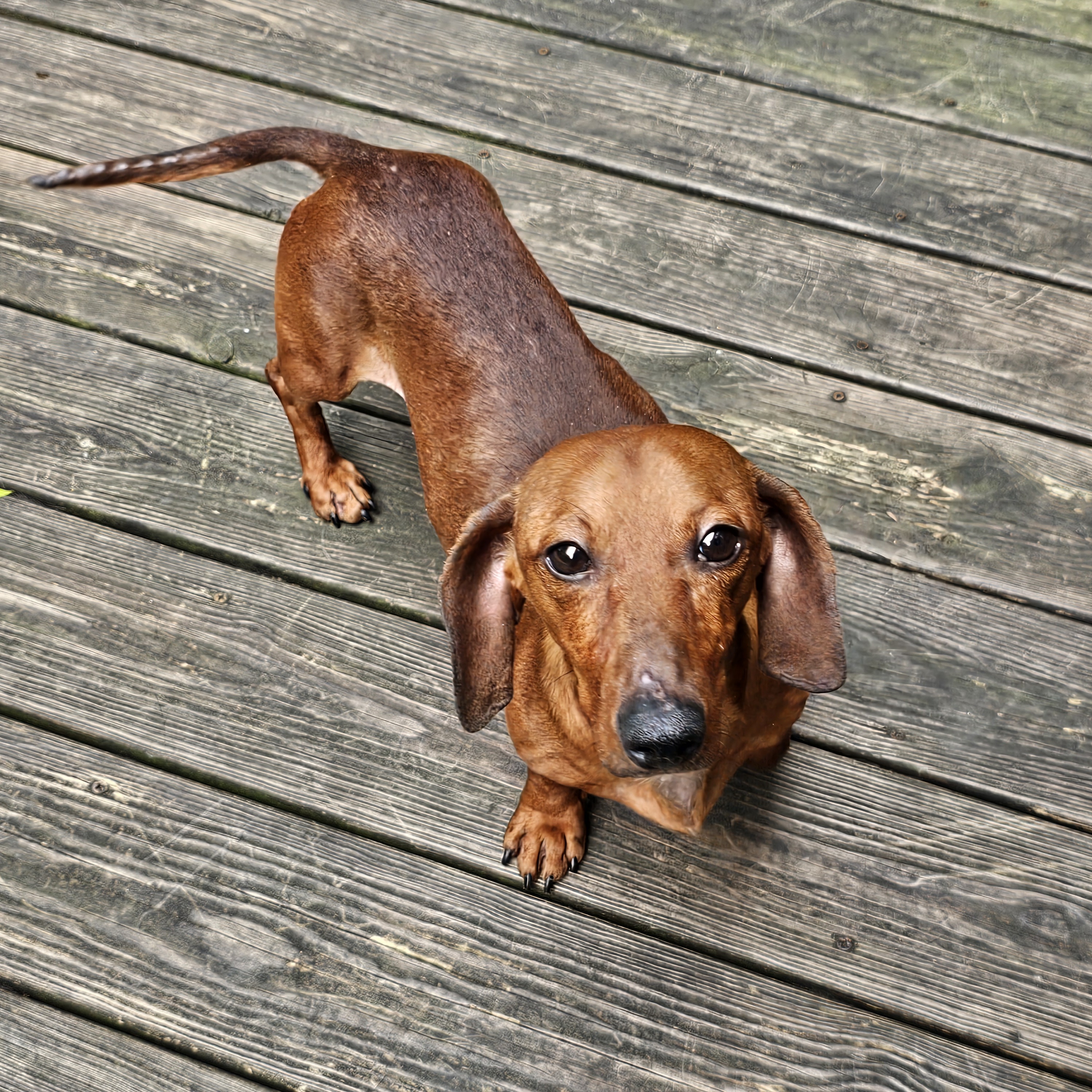 Enlarge Rusty, a Adopted Dachshund in Chattanooga, TN image 2/3