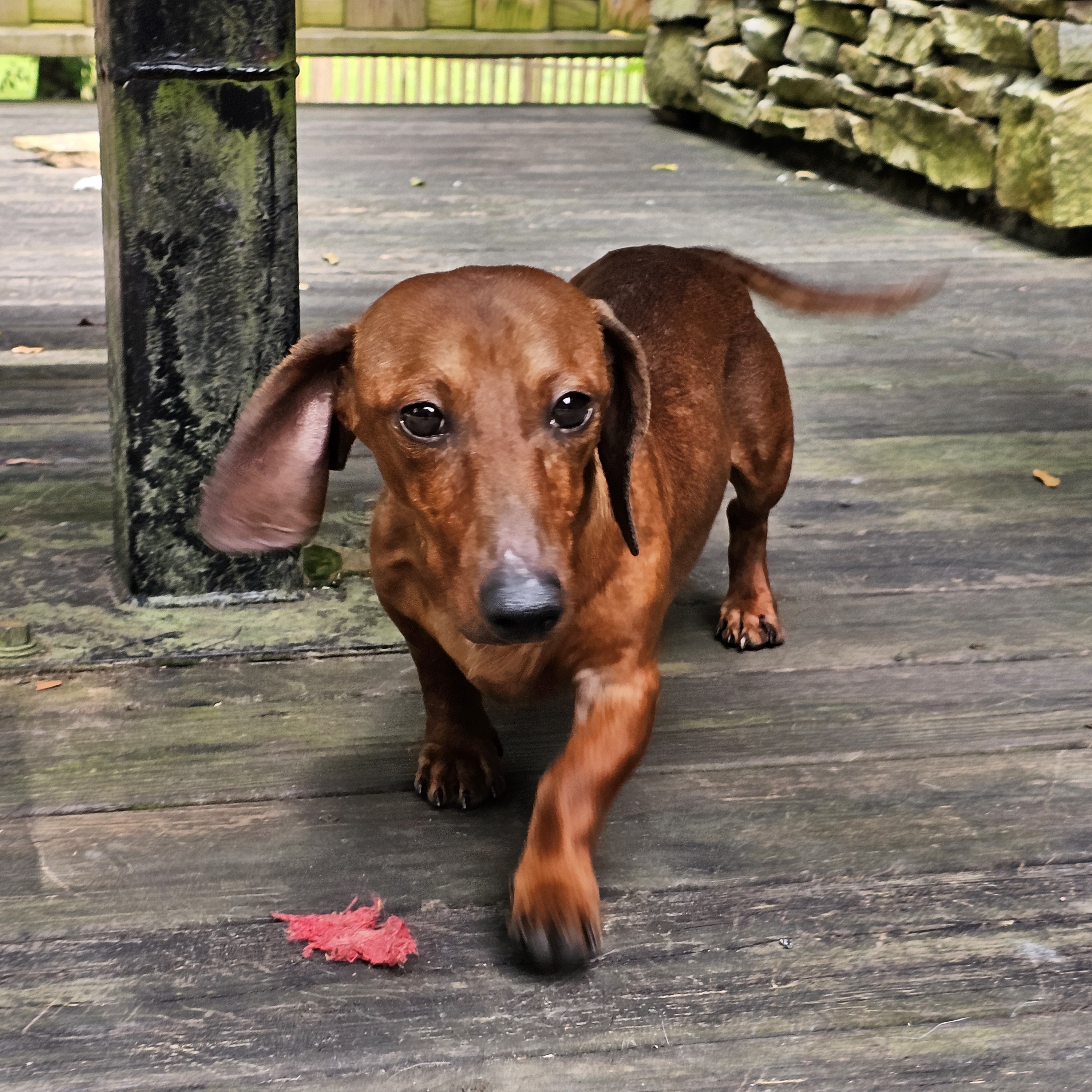 Enlarge Rusty, a Adopted Dachshund in Chattanooga, TN image 3/3