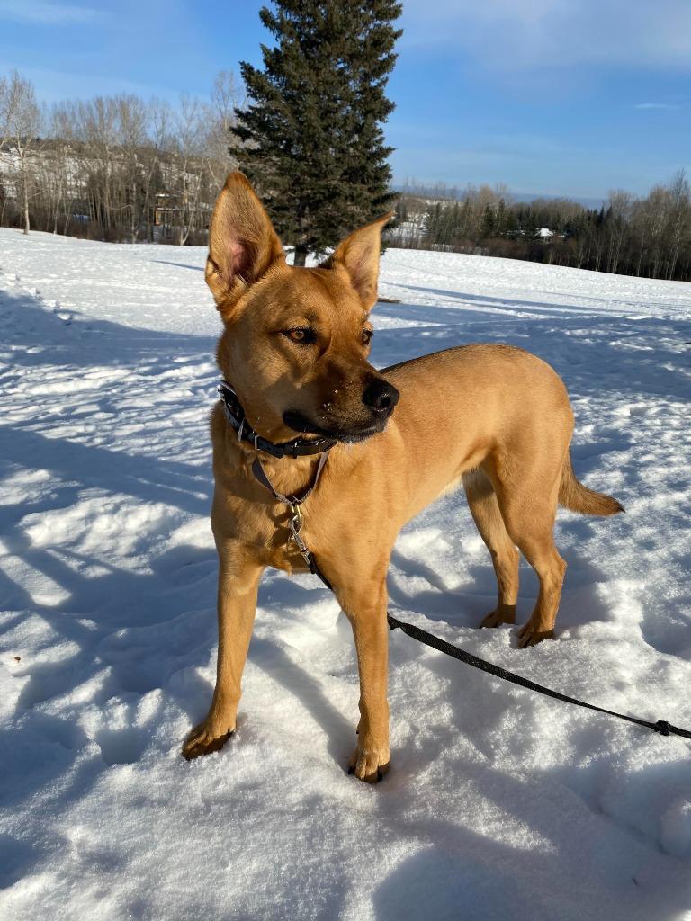 Enlarge Luna (SPONSORED), a Adoptable mixed breed in Didsbury, AB image 1/3