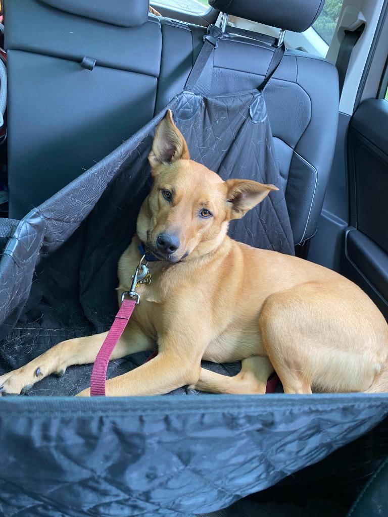 Enlarge Luna (SPONSORED), a Adoptable mixed breed in Didsbury, AB image 2/3