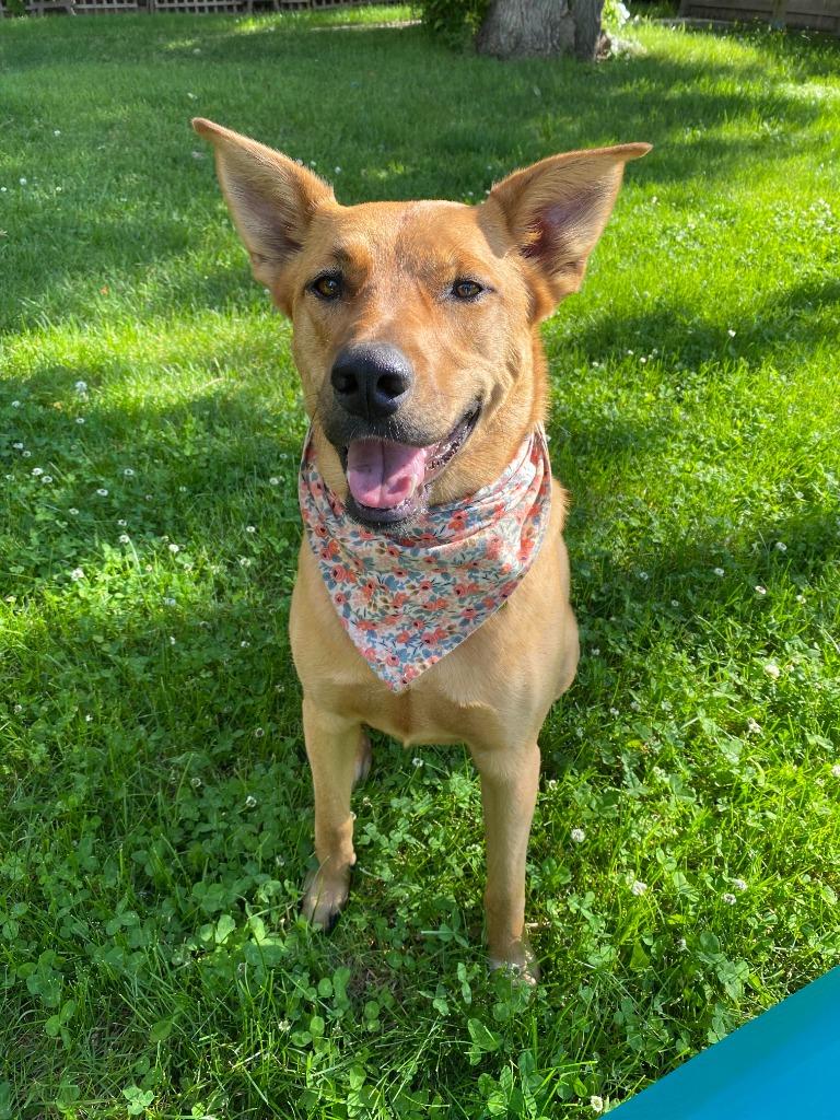 Enlarge Luna, a Adoptable mixed breed in Didsbury, AB image 3/3