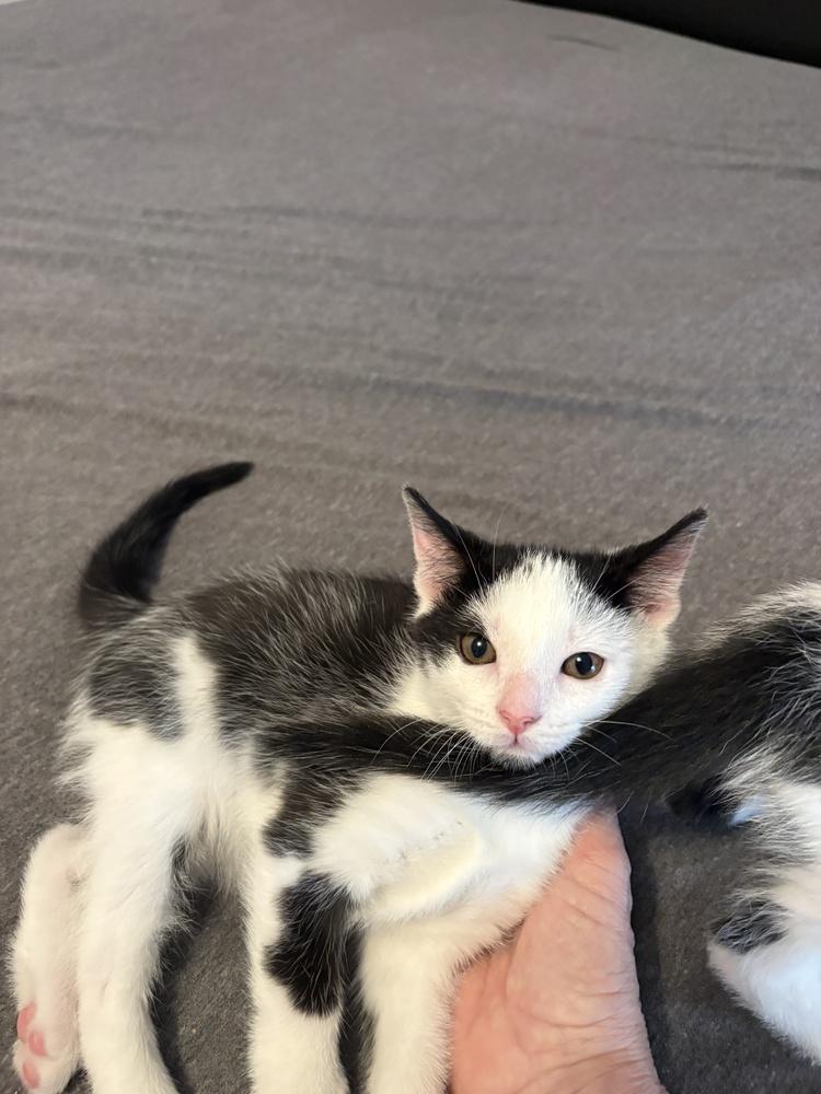 Charles, Adoptable, Kitten Male Domestic Short Hair.