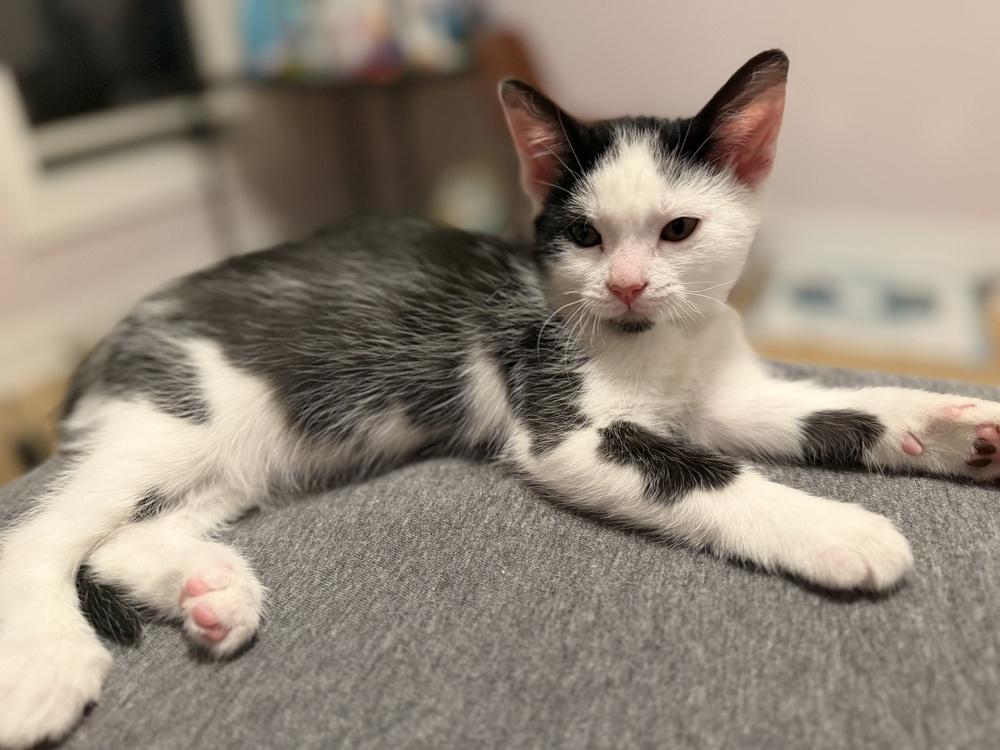 Enlarge Charles, a Adoptable Domestic Short Hair in Greenbelt, MD image 2/3