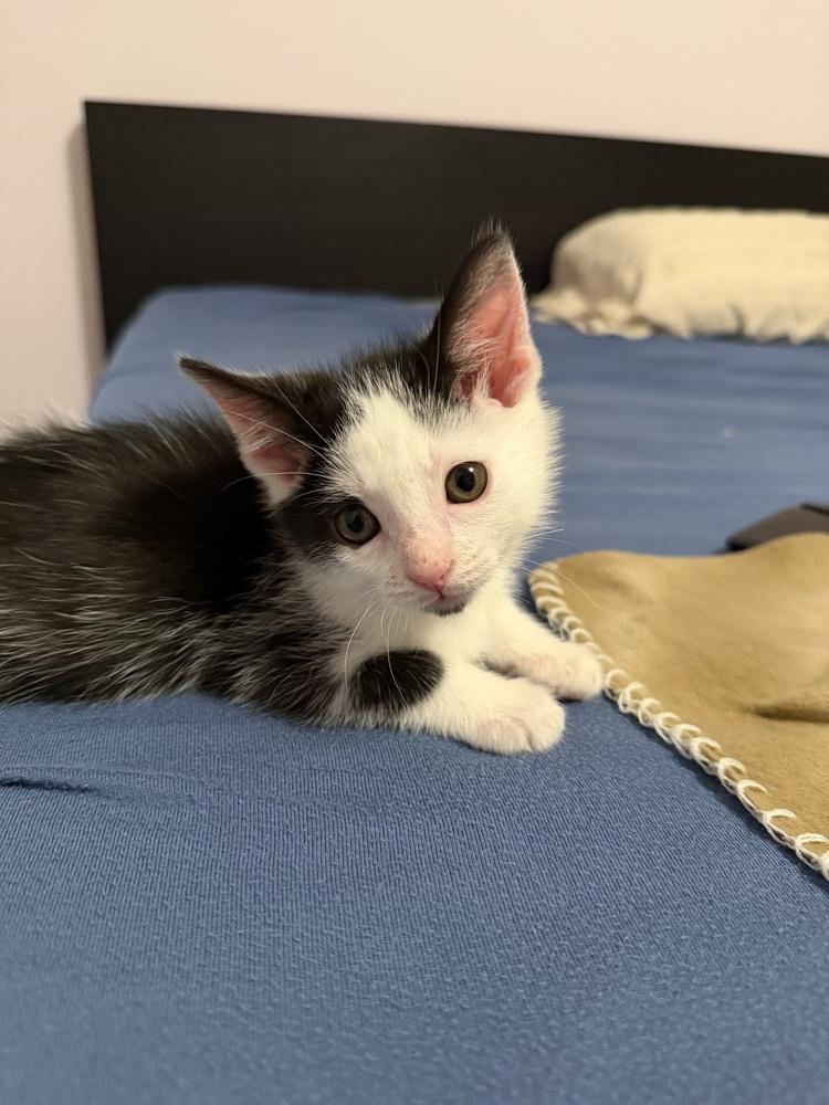 Enlarge Charles, a Adoptable Domestic Short Hair in Greenbelt, MD image 3/3