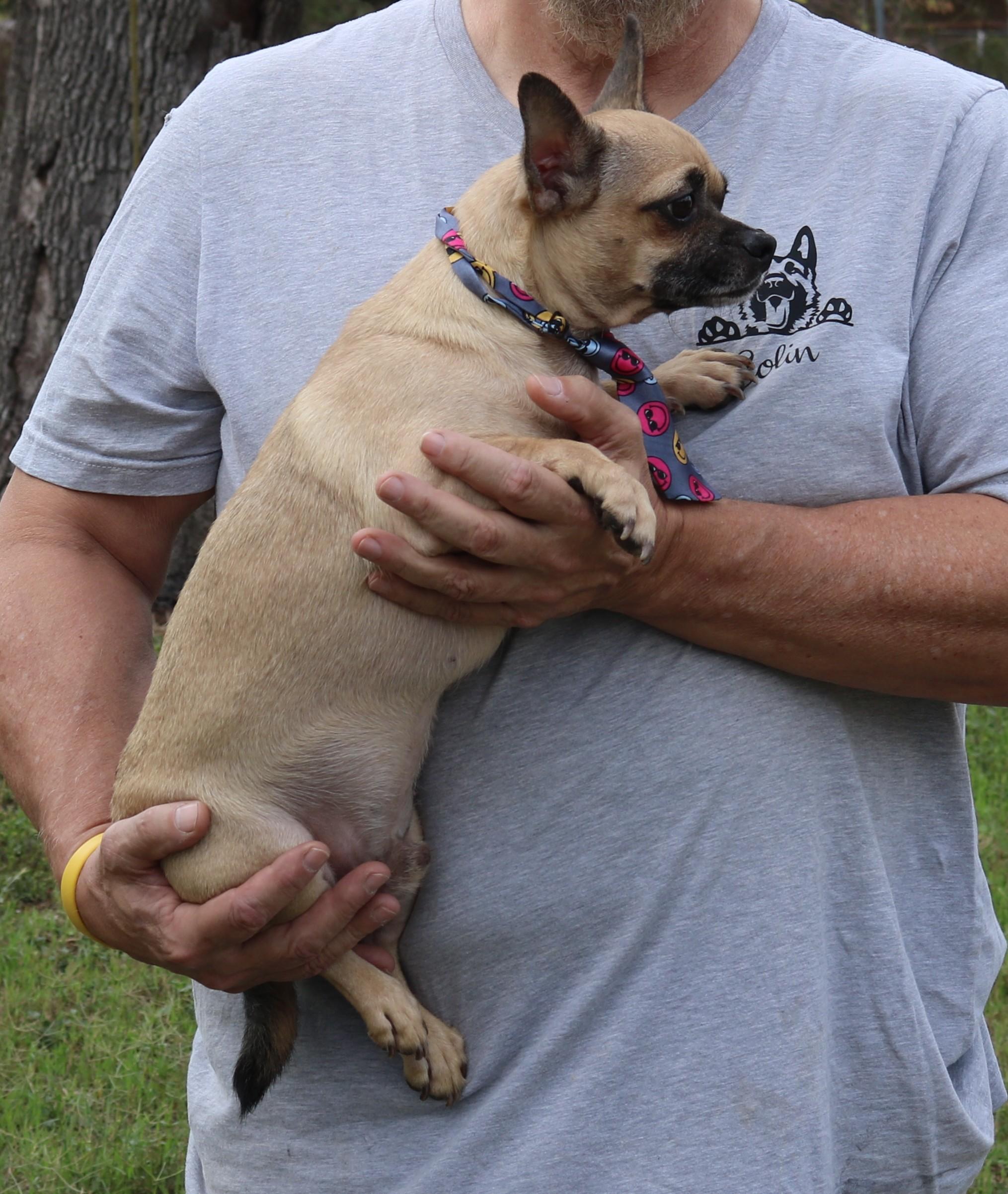 Enlarge Mutz, a ADOPTABLE mixed breed in Bandera, TX image 1/4