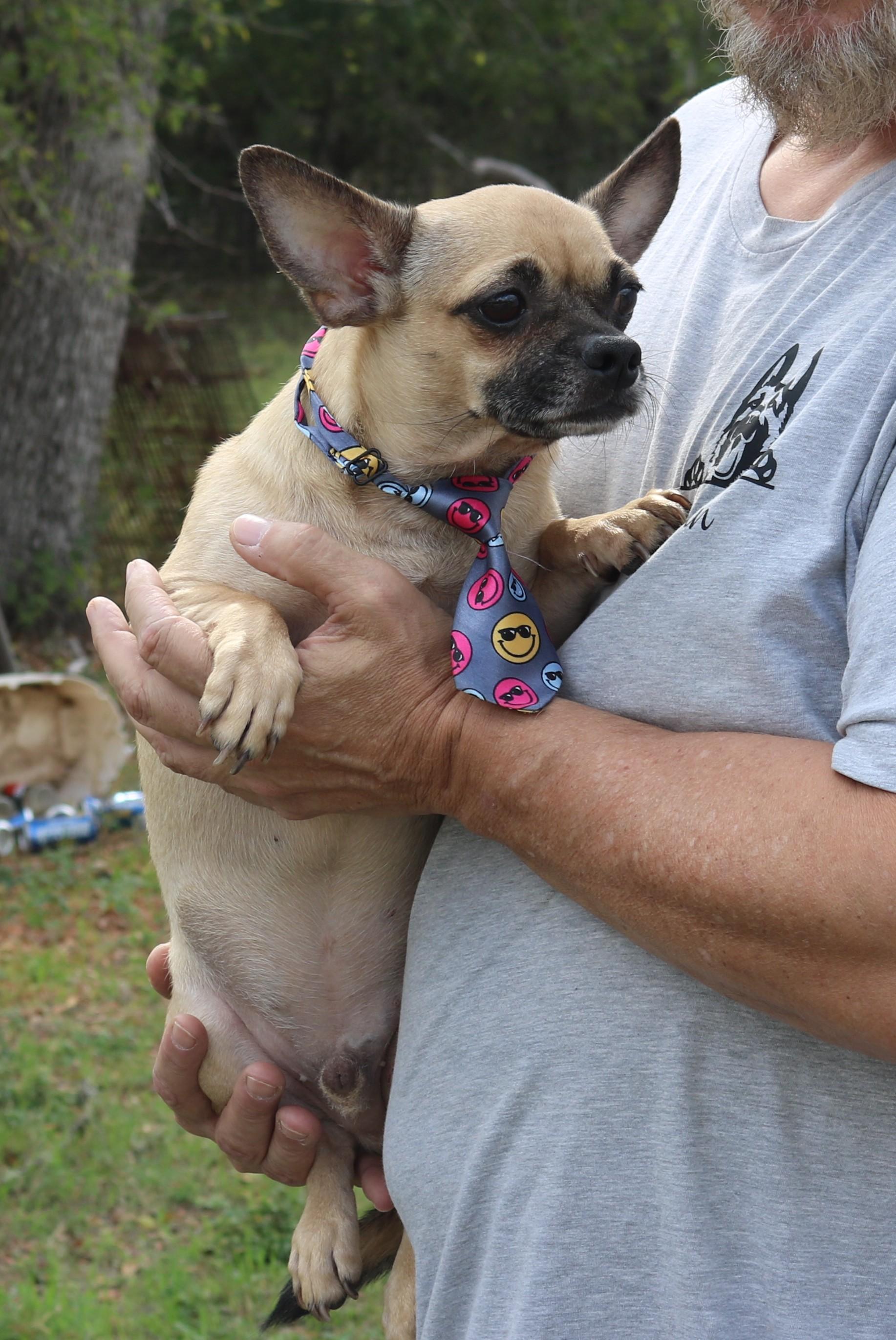 Enlarge Mutz, a ADOPTABLE mixed breed in Bandera, TX image 2/4