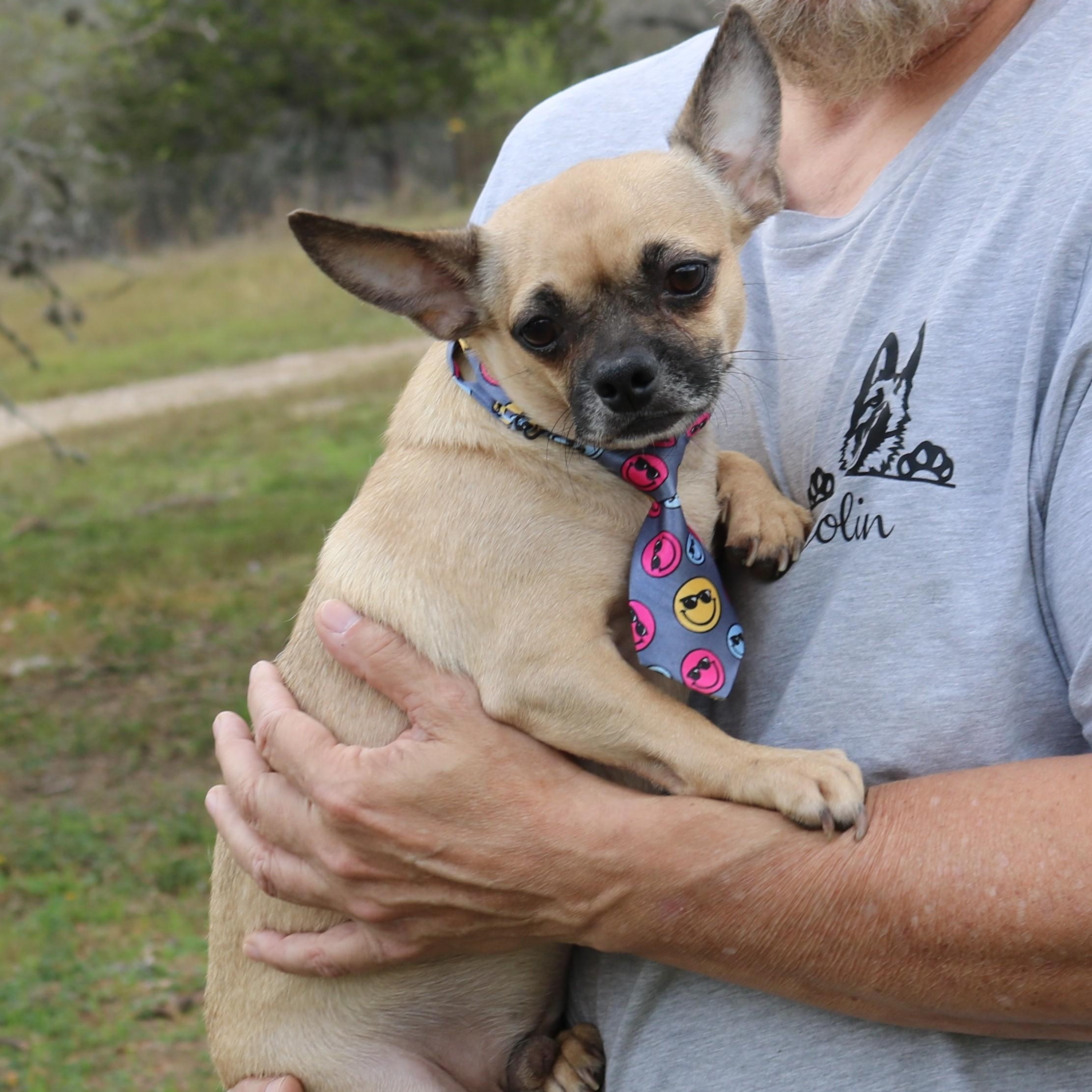 Mutz, ADOPTABLE, Young Male Dachshund & Pug.