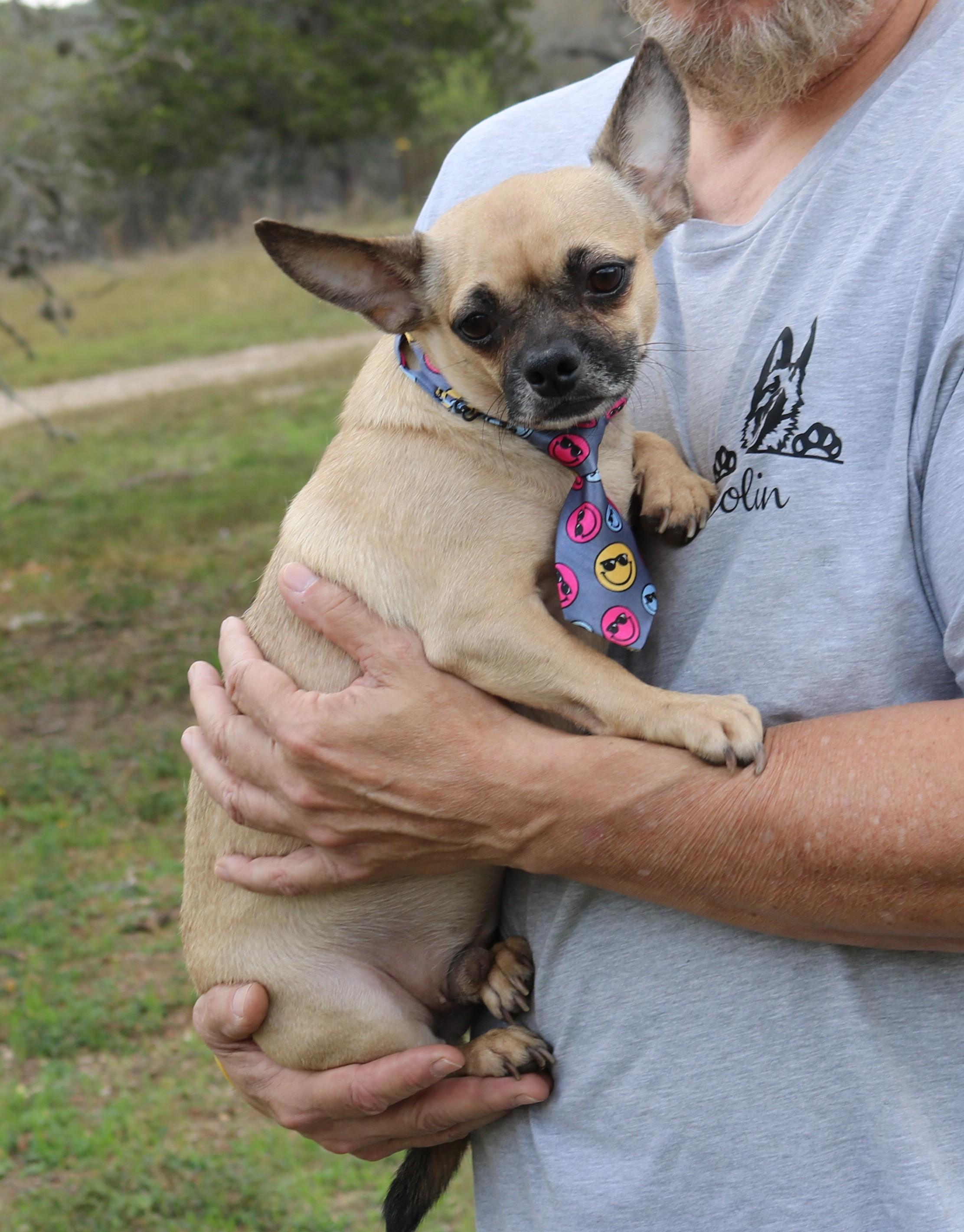 Enlarge Mutz, a ADOPTABLE mixed breed in Bandera, TX image 3/4