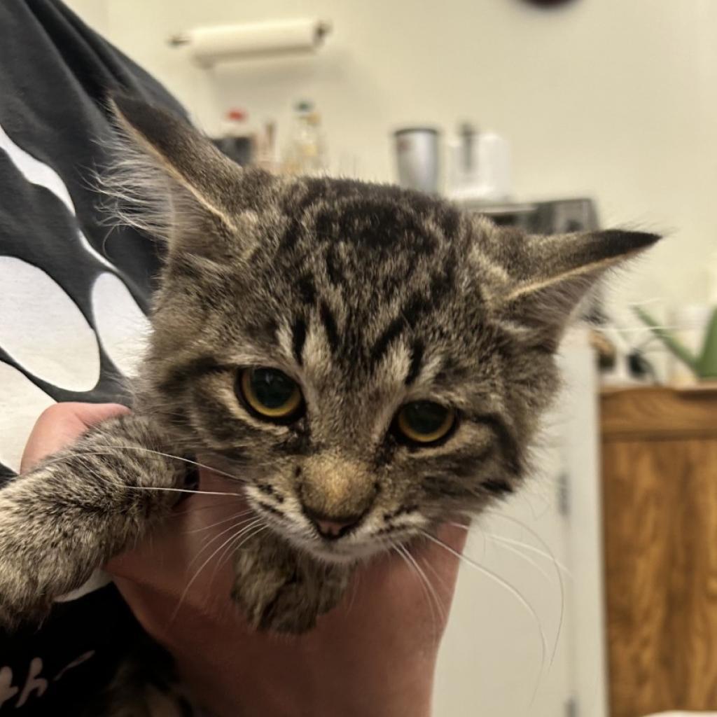 Enlarge Fritter, a Adoptable Domestic Medium Hair in Spokane, WA image 1/6