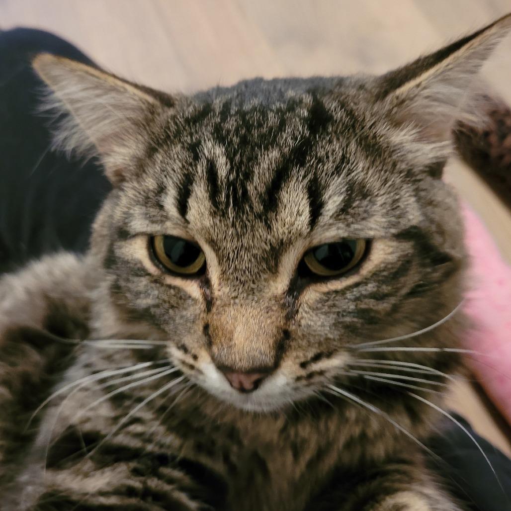 Enlarge Fritter, a Adoptable Domestic Medium Hair in Spokane, WA image 2/6