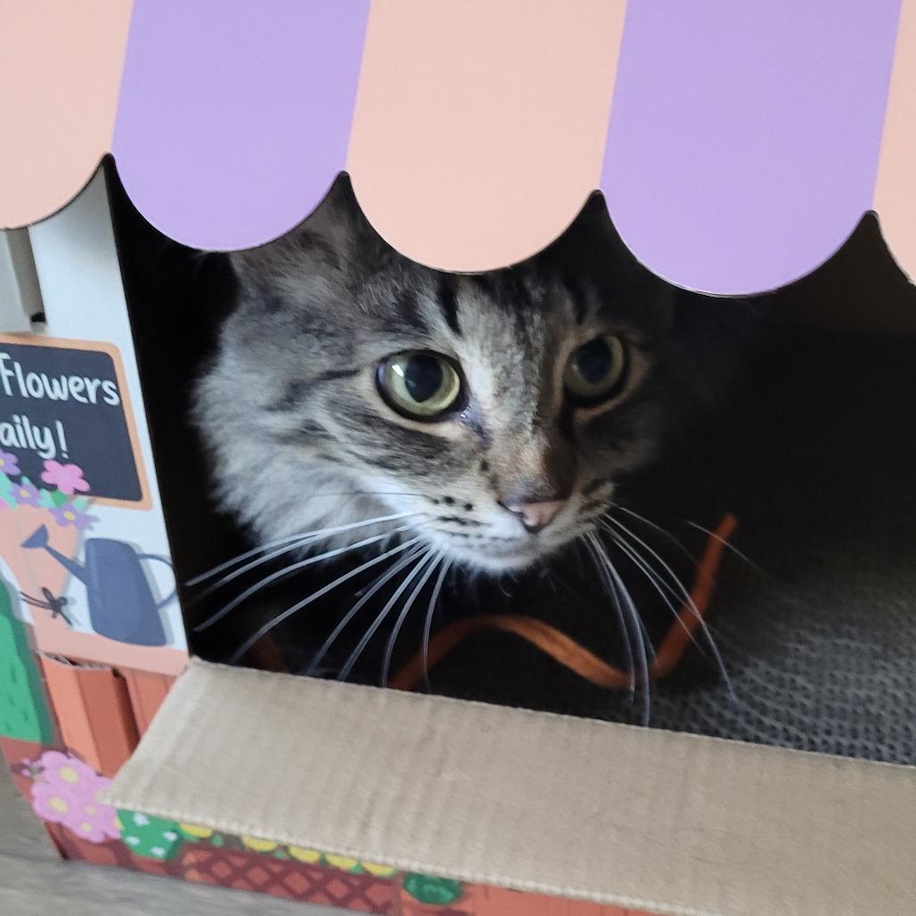 Fritter, Adoptable, Adult Female Domestic Medium Hair.
