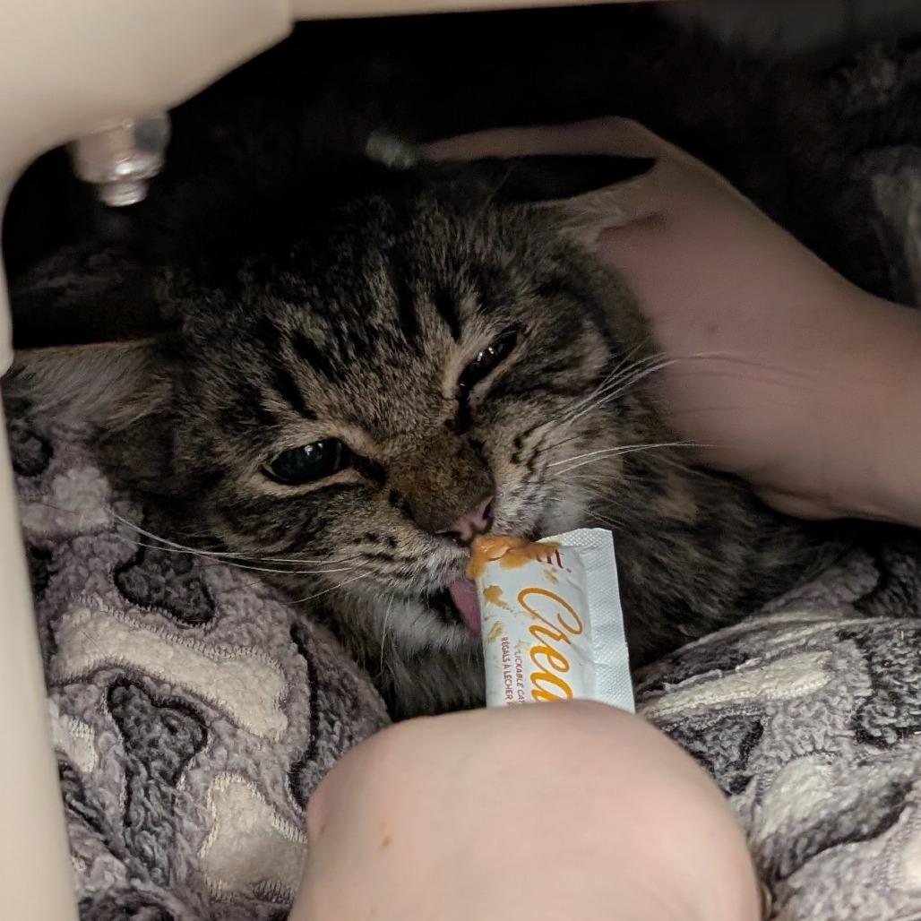 Enlarge Fritter, a Adoptable Domestic Medium Hair in Spokane, WA image 3/6