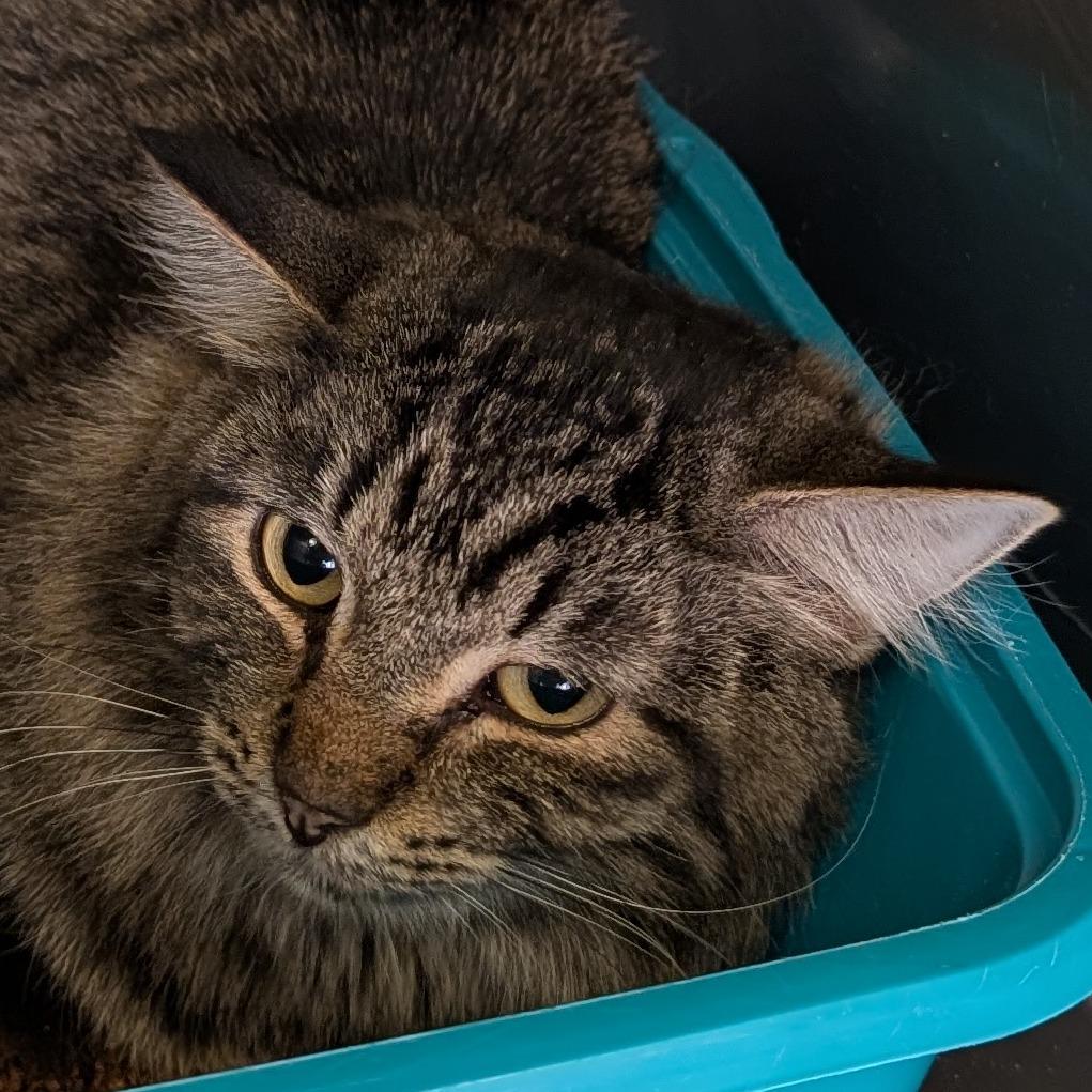 Enlarge Fritter, a Adoptable Domestic Medium Hair in Spokane, WA image 4/6