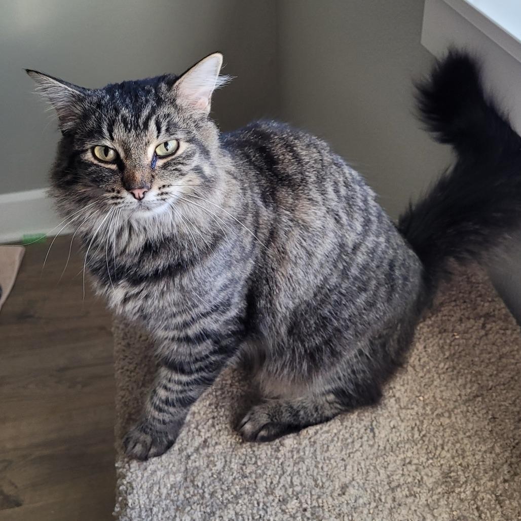 Enlarge Fritter, a Adoptable Domestic Medium Hair in Spokane, WA image 5/6