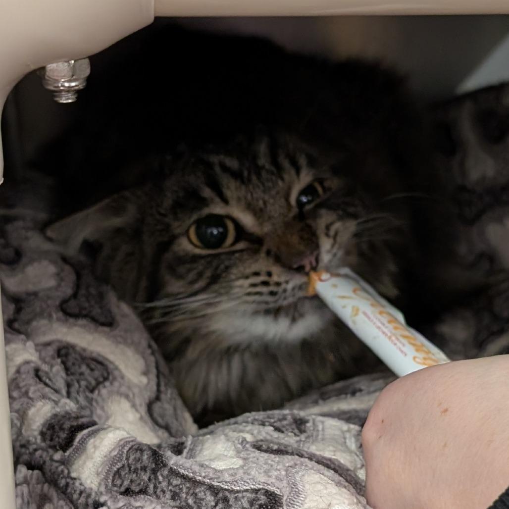 Enlarge Fritter, a Adoptable Domestic Medium Hair in Spokane, WA image 6/6