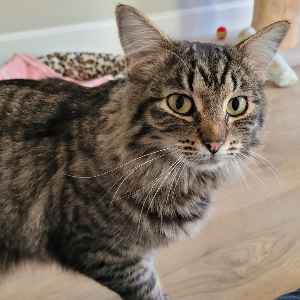 Enlarge Fritter, a Adoptable Domestic Medium Hair in Spokane, WA image 4/6