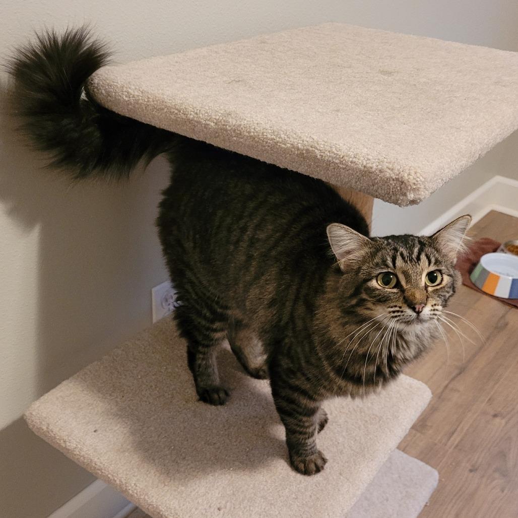 Enlarge Fritter, a Adoptable Domestic Medium Hair in Spokane, WA image 5/6