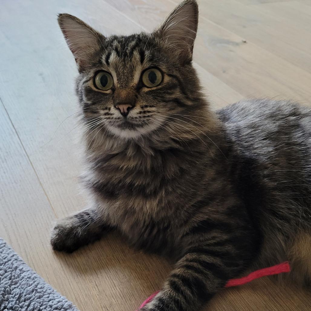Enlarge Fritter, a Adoptable Domestic Medium Hair in Spokane, WA image 6/6