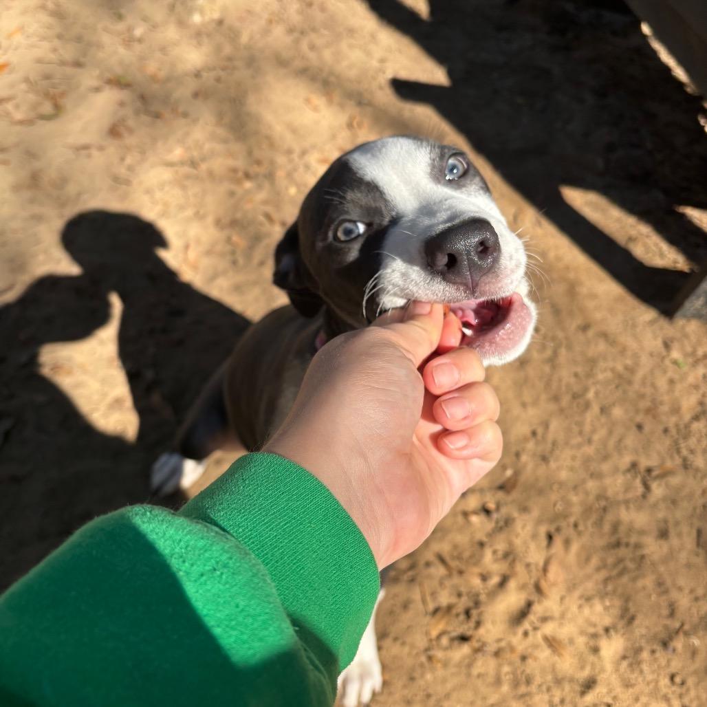 Molly, Adoptable, Puppy Female Mixed Breed.