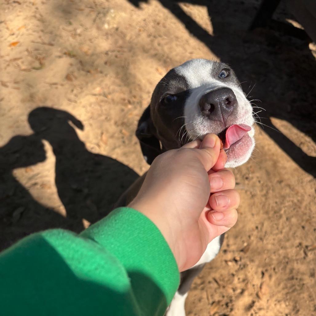 Enlarge Molly, a Adoptable Mixed Breed in Pensacola, FL image 2/6