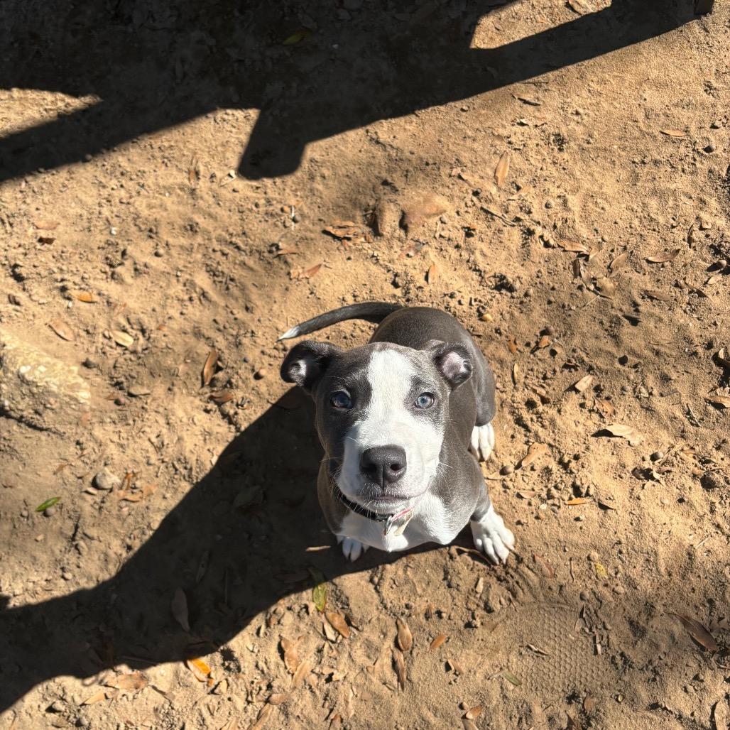 Enlarge Molly, a Adoptable Mixed Breed in Pensacola, FL image 3/6