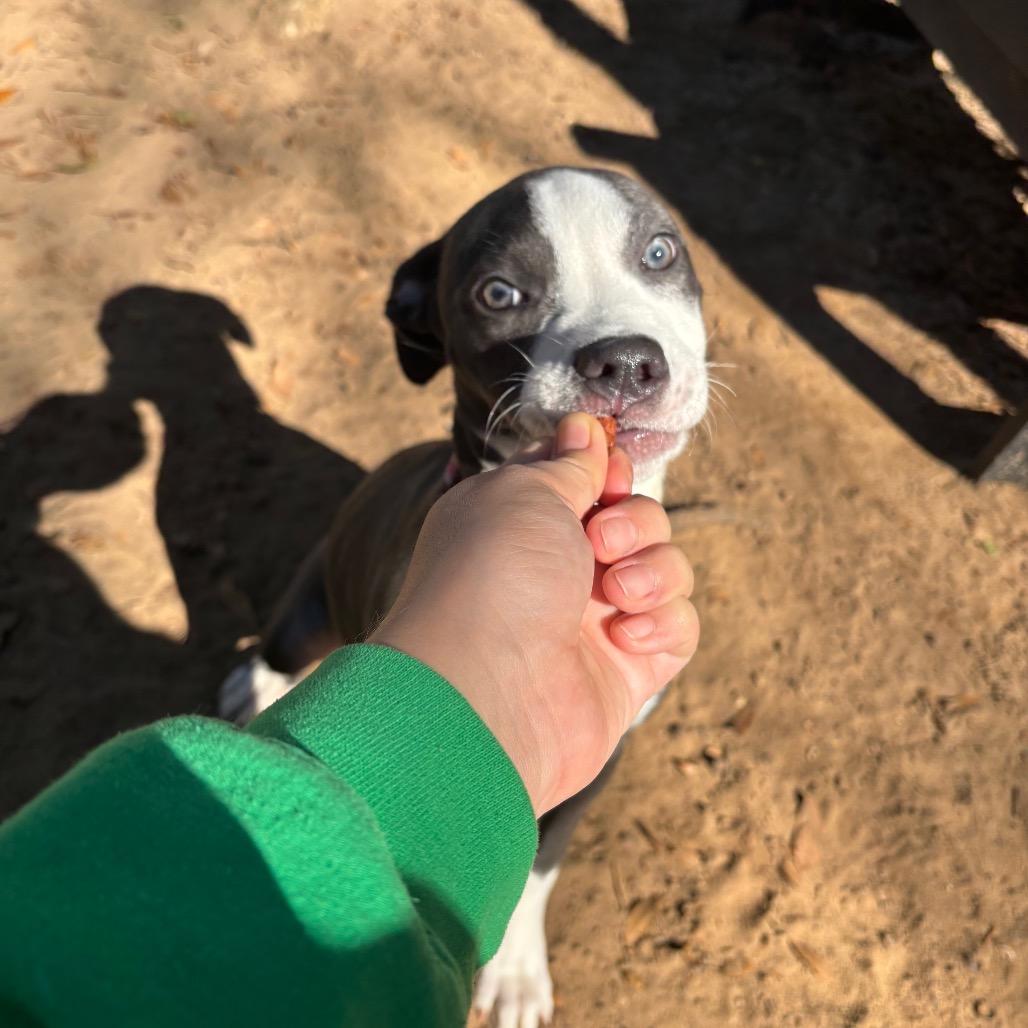 Enlarge Molly, a Adoptable Mixed Breed in Pensacola, FL image 4/6