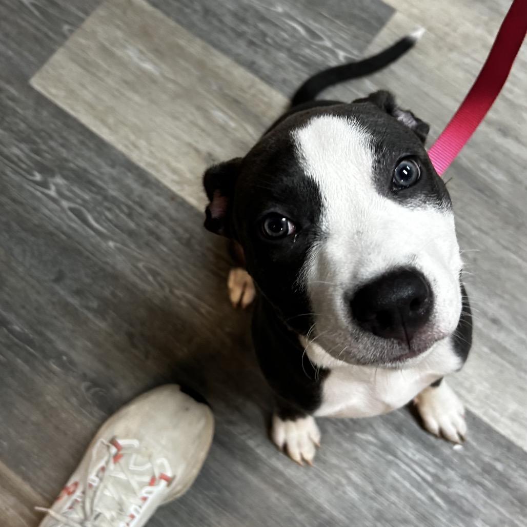 Enlarge Molly, a Adoptable Mixed Breed in Pensacola, FL image 5/6