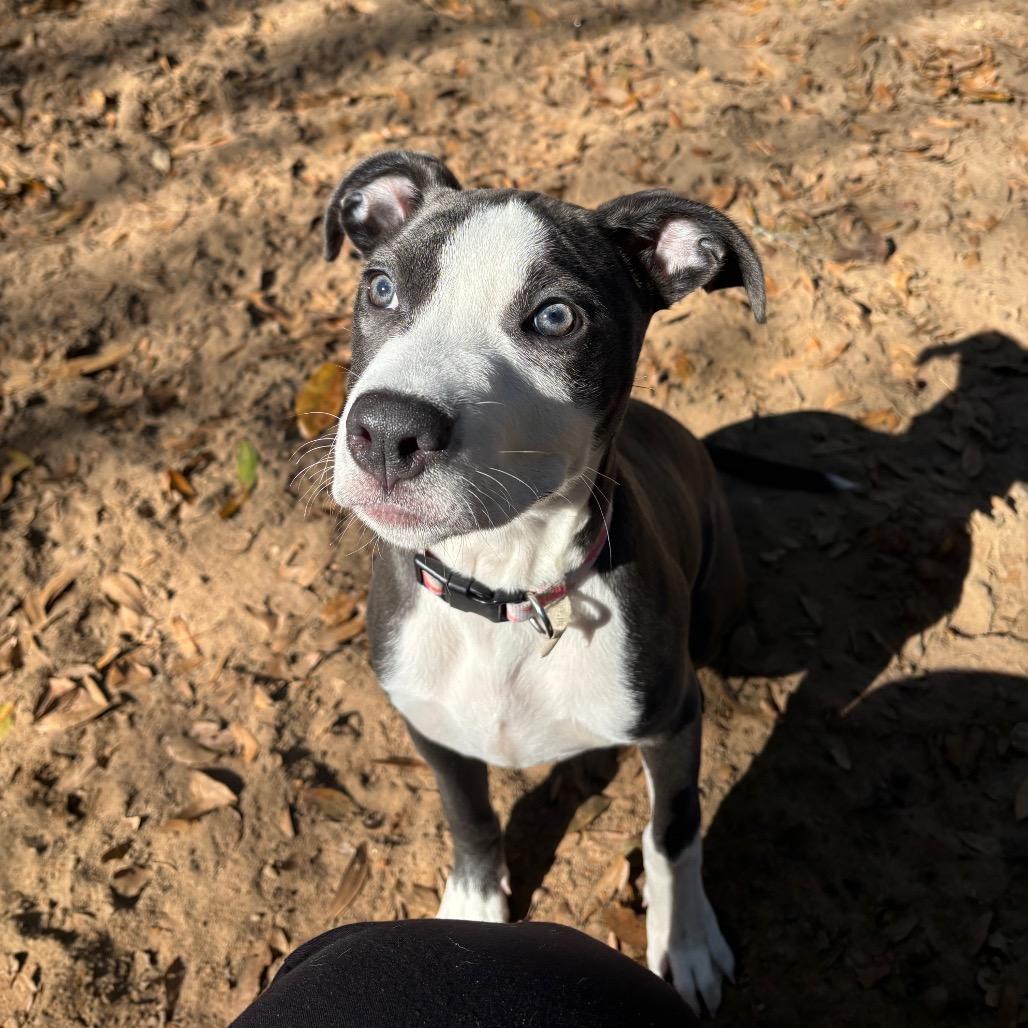 Enlarge Molly, a Adoptable Mixed Breed in Pensacola, FL image 6/6
