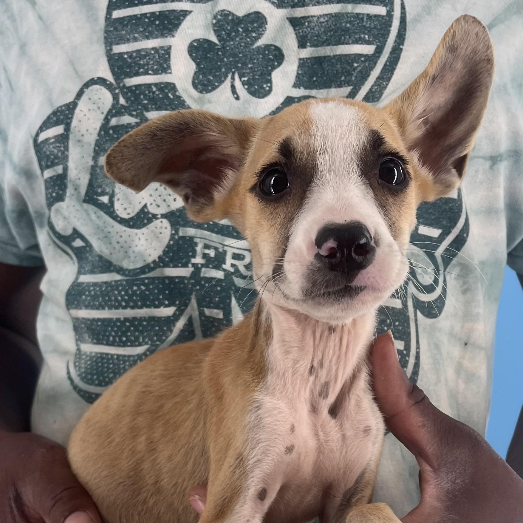 Stewie - Local Sept 26-28