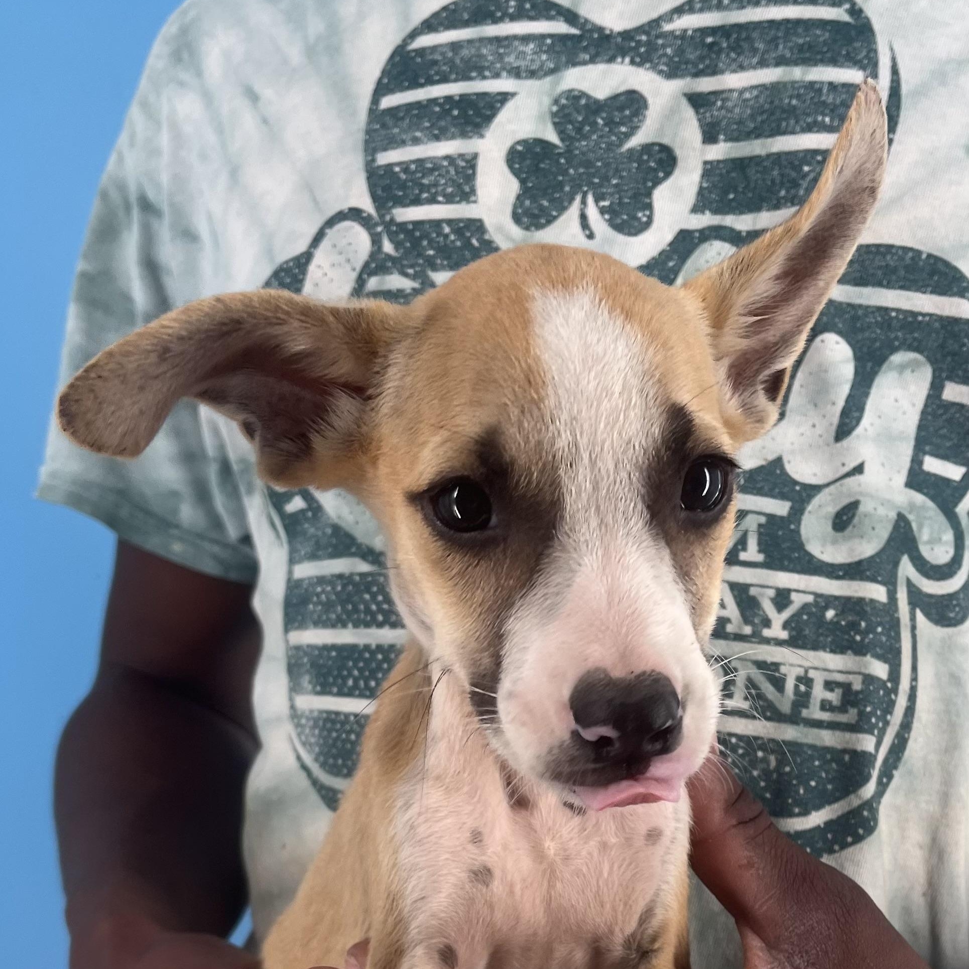 Stewie - Local Sept 26-28