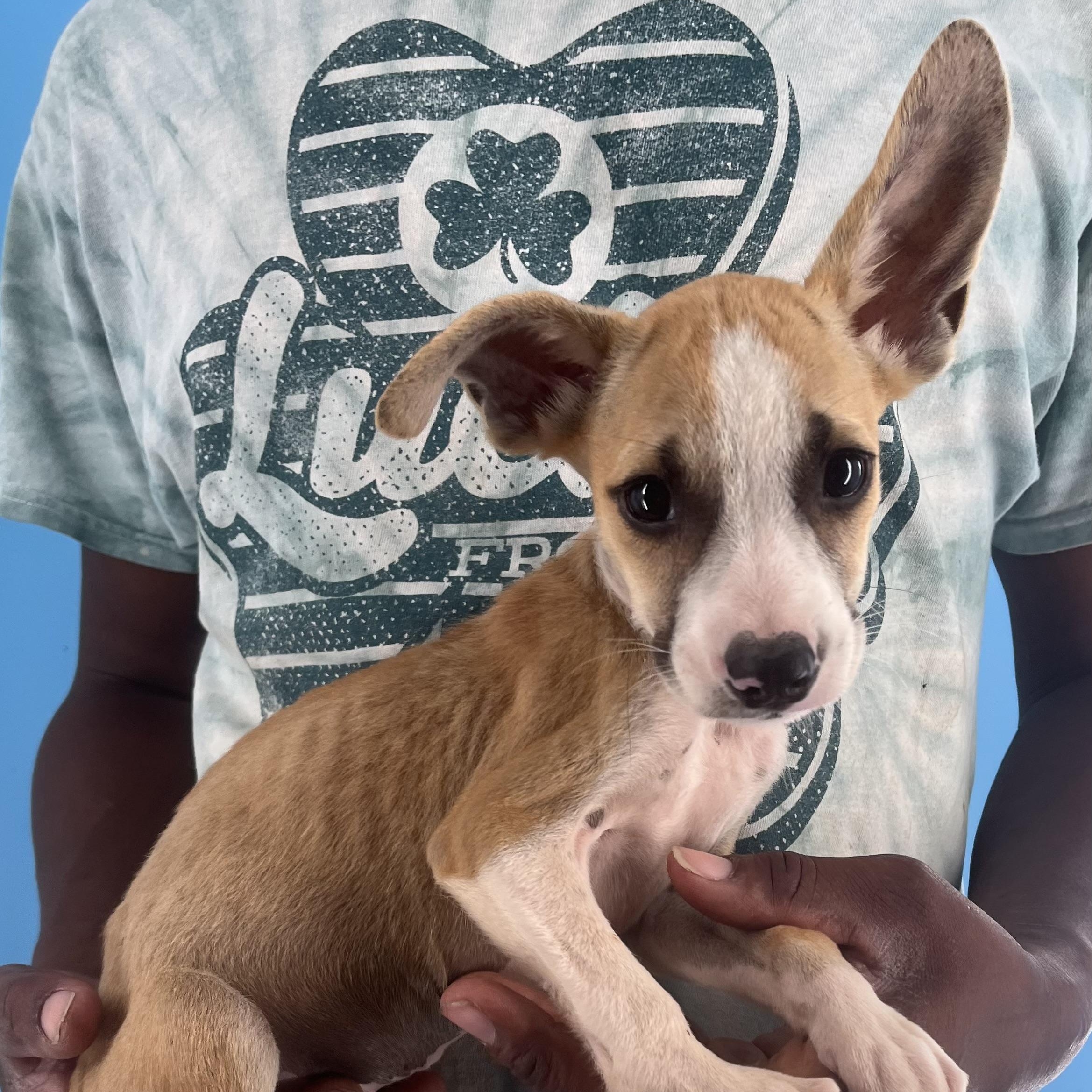 Stewie - Local Sept 26-28