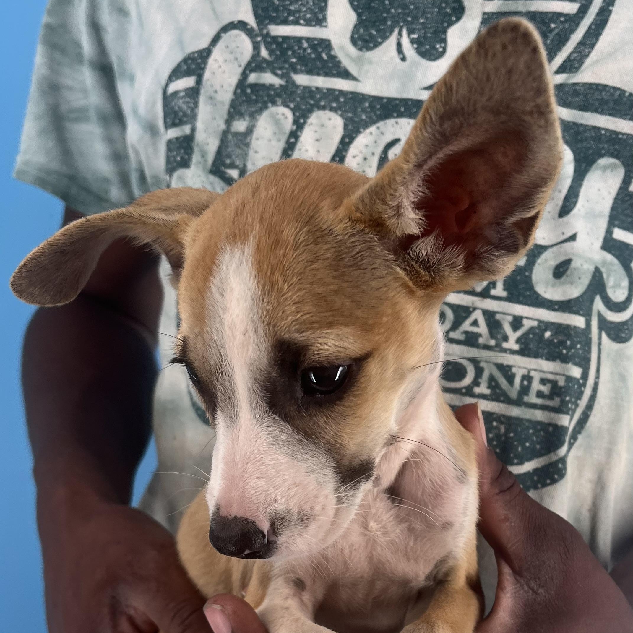 Stewie - Local Sept 26-28