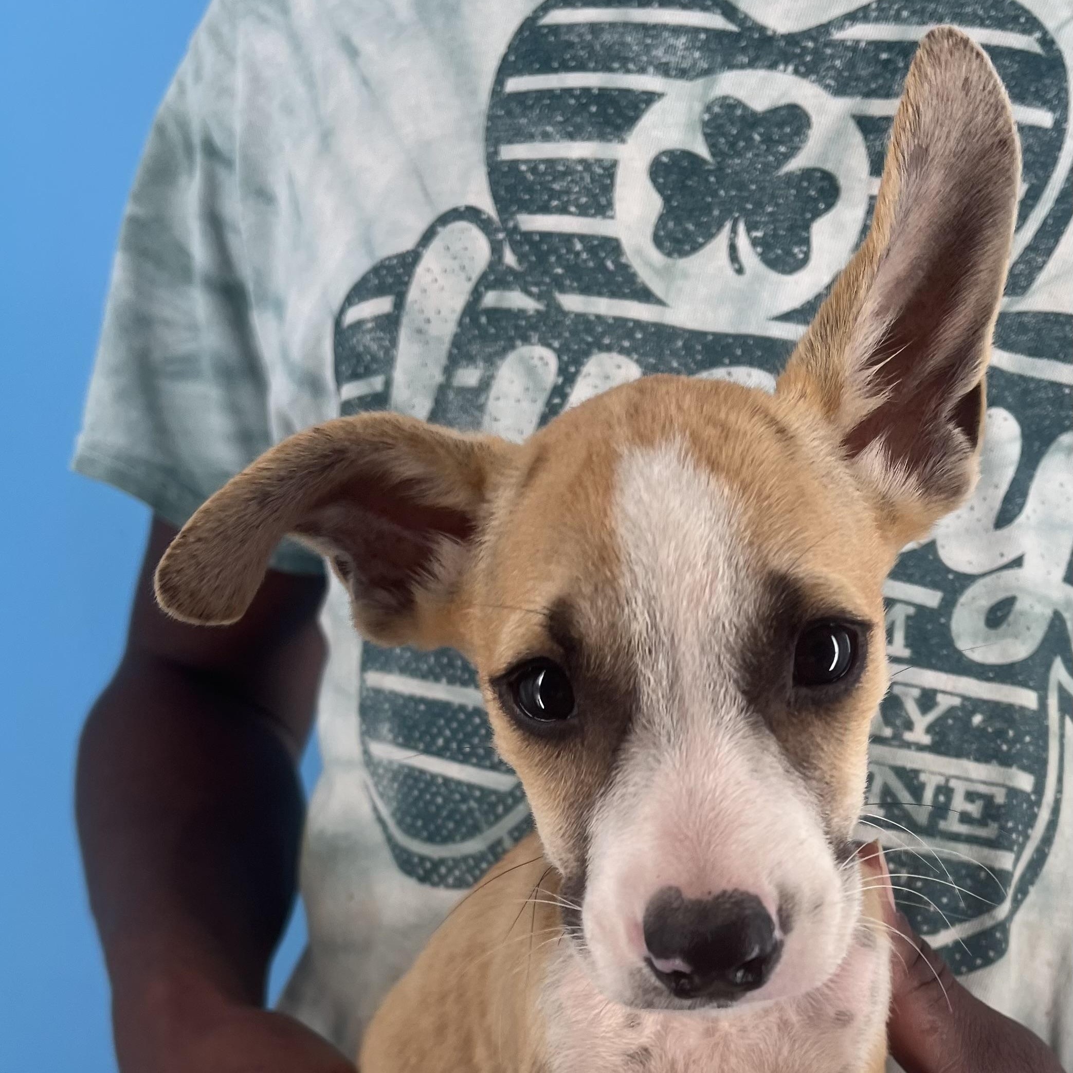 Stewie - Local Sept 26-28