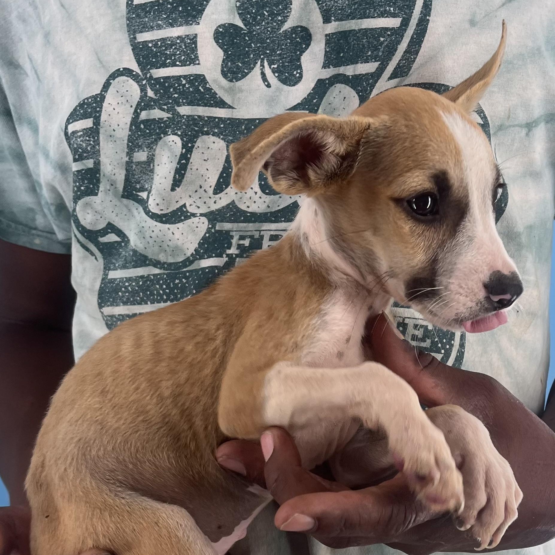 Stewie - Local Sept 26-28