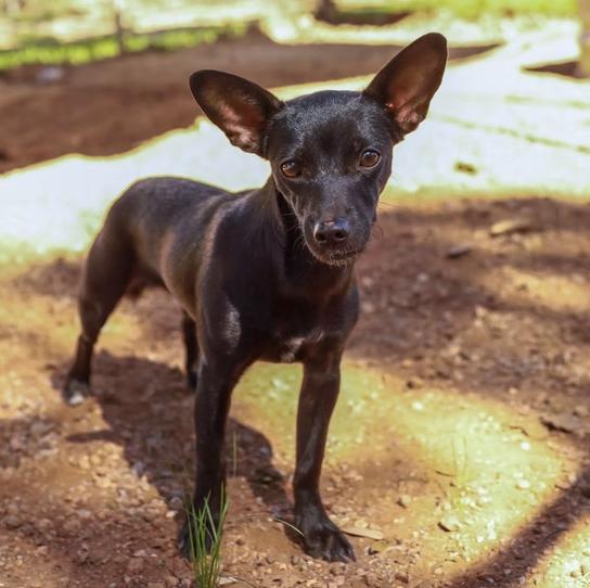 Chili, an adopted Chihuahua in Marble Falls, TX image 2/2