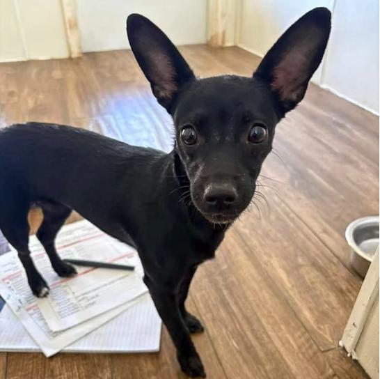 Chili, an adopted Chihuahua in Marble Falls, TX image 1/2