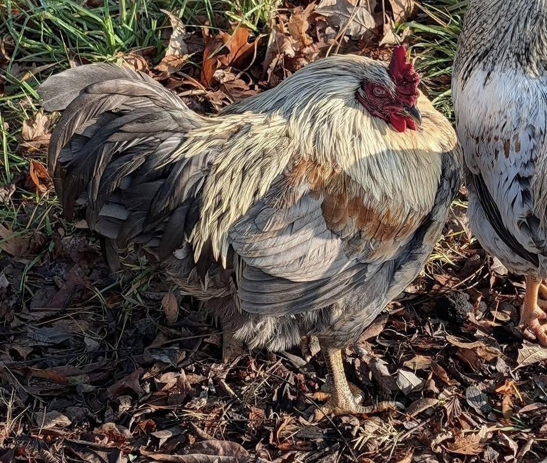 Enlarge Cluck Kent, an adopted Chicken in Seville, OH image 1/2