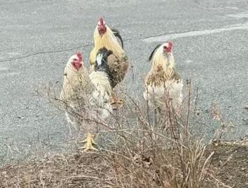 Enlarge Cluck Kent, an adopted Chicken in Seville, OH image 2/2