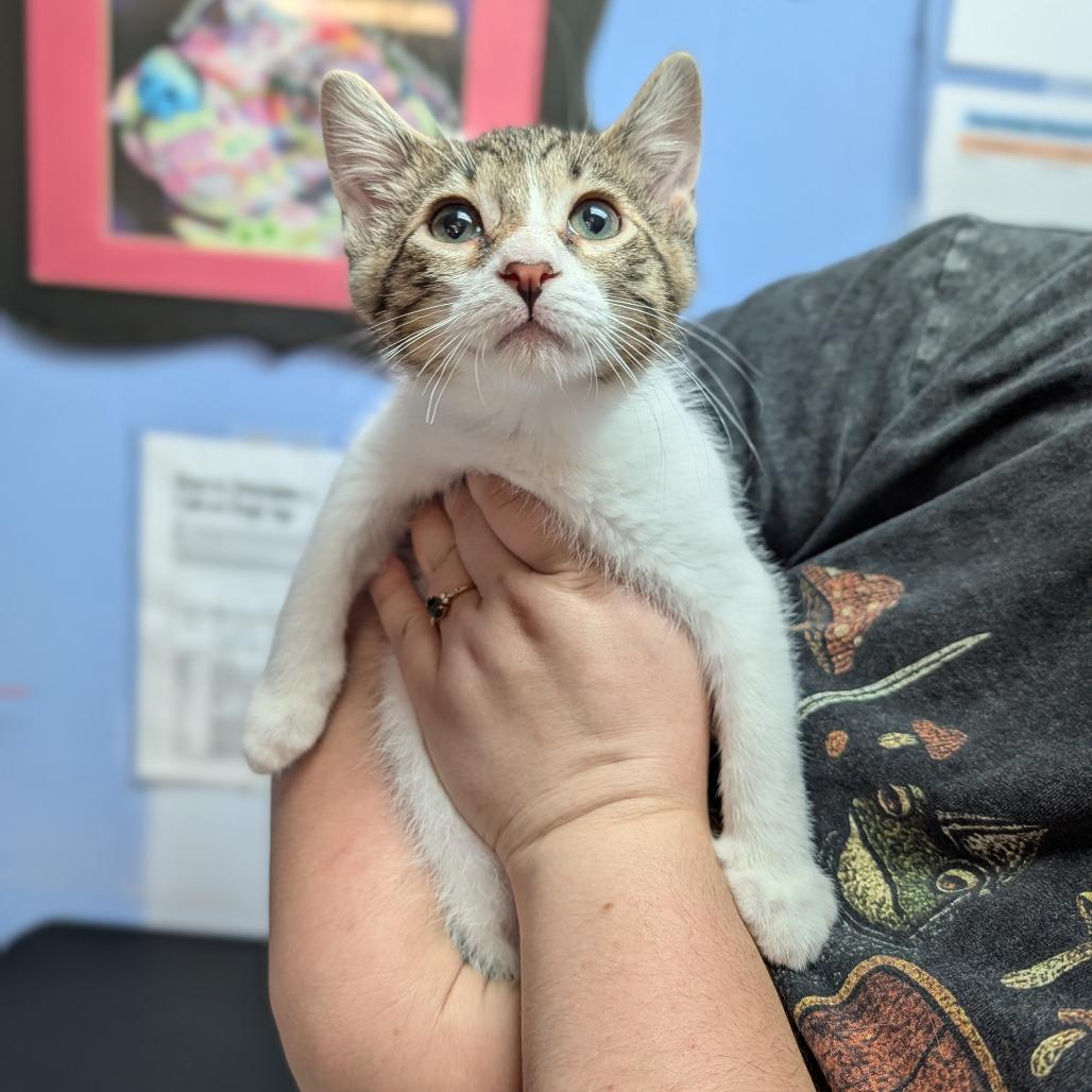 Enlarge Lenny, a Adoptable Domestic Short Hair in Cape Girardeau, MO image 1/1