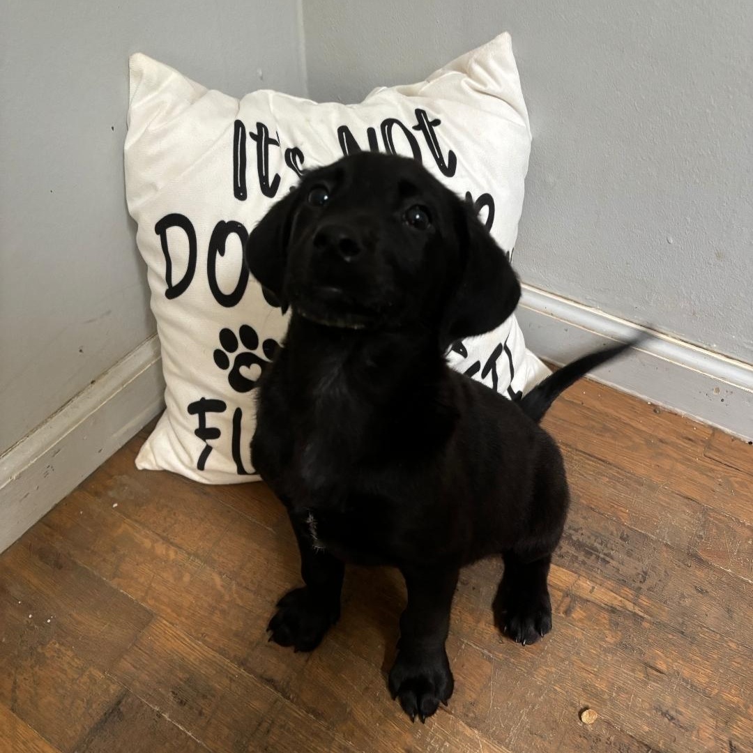 Winnie, Young Female Labrador Retriever
