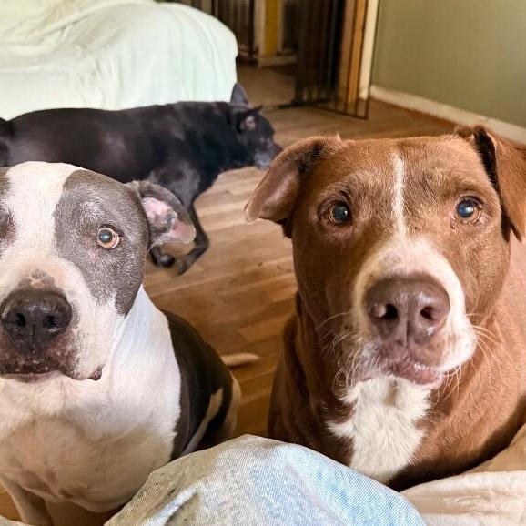 Adamma all love and gentle company — thumbnail 2