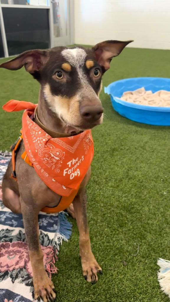 Eco, Adoptable, Puppy Female Australian Shepherd & Cattle Dog.