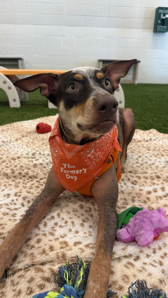 Enlarge Eco, a Adoptable mixed breed in Phoenix, AZ image 2/6